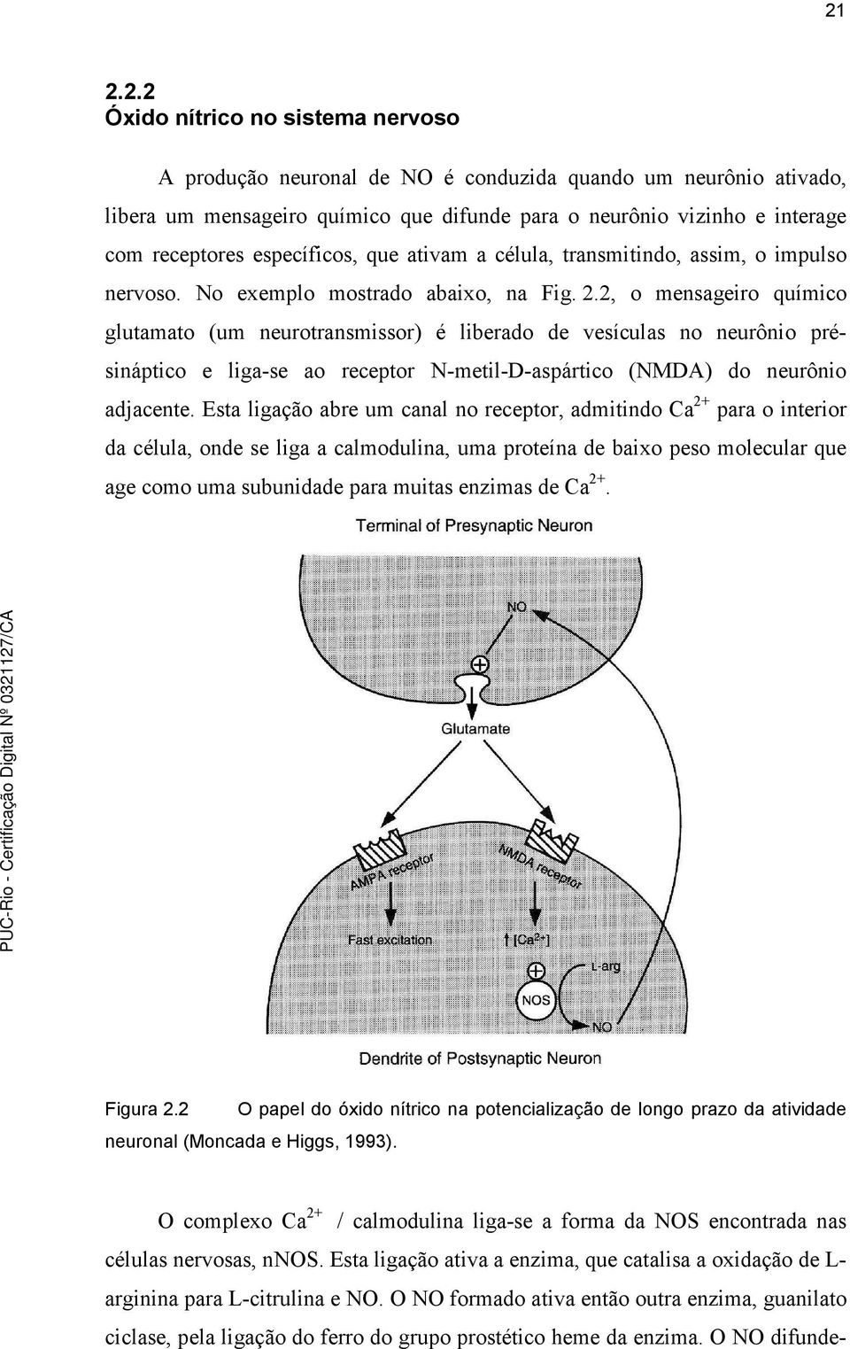 2, o mensageiro químico glutamato (um neurotransmissor) é liberado de vesículas no neurônio présináptico e liga-se ao receptor N-metil-D-aspártico (NMDA) do neurônio adjacente.