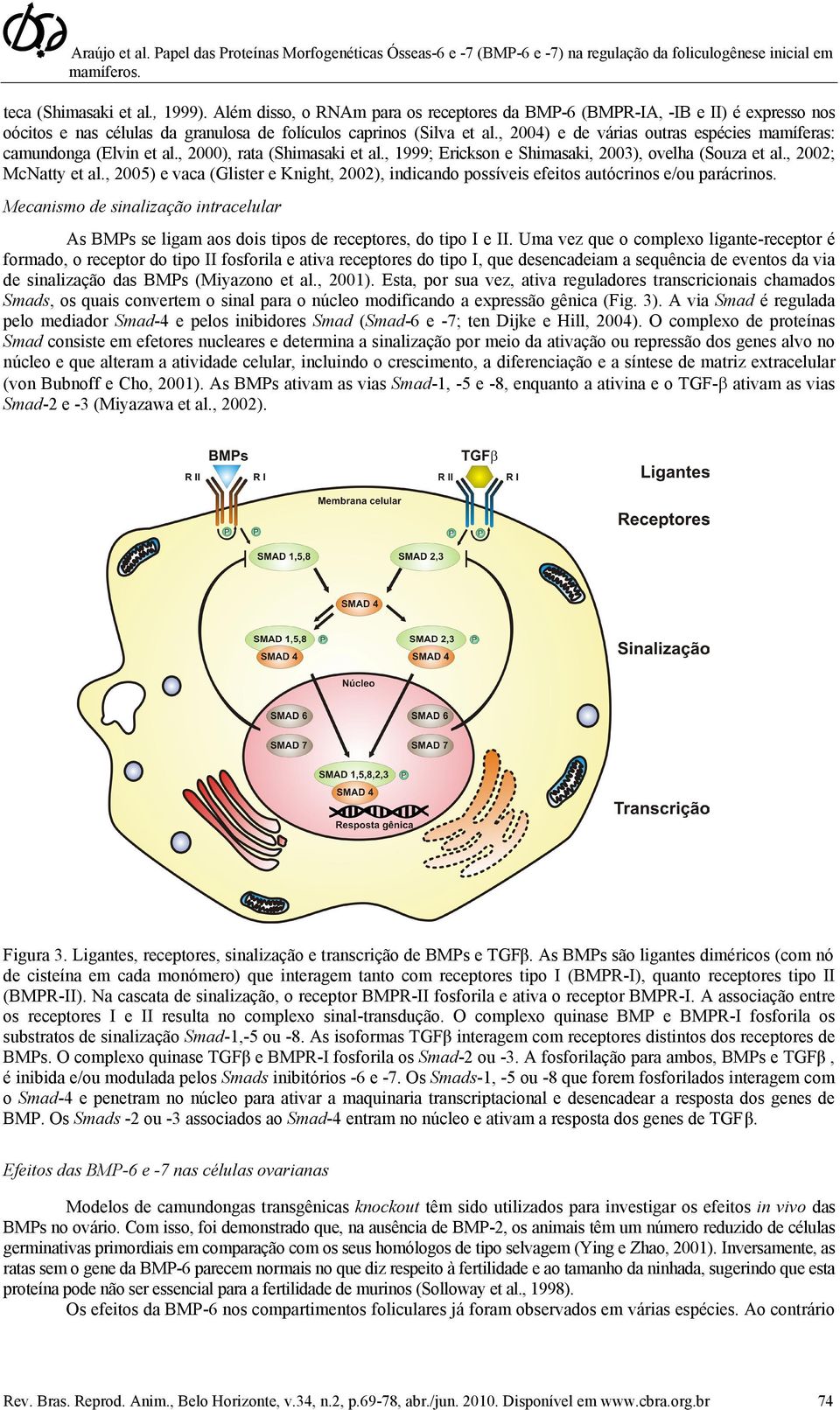 , 2005) e vaca (Glister e Knight, 2002), indicando possíveis efeitos autócrinos e/ou parácrinos. Mecanismo de sinalização intracelular As BMPs se ligam aos dois tipos de receptores, do tipo I e II.