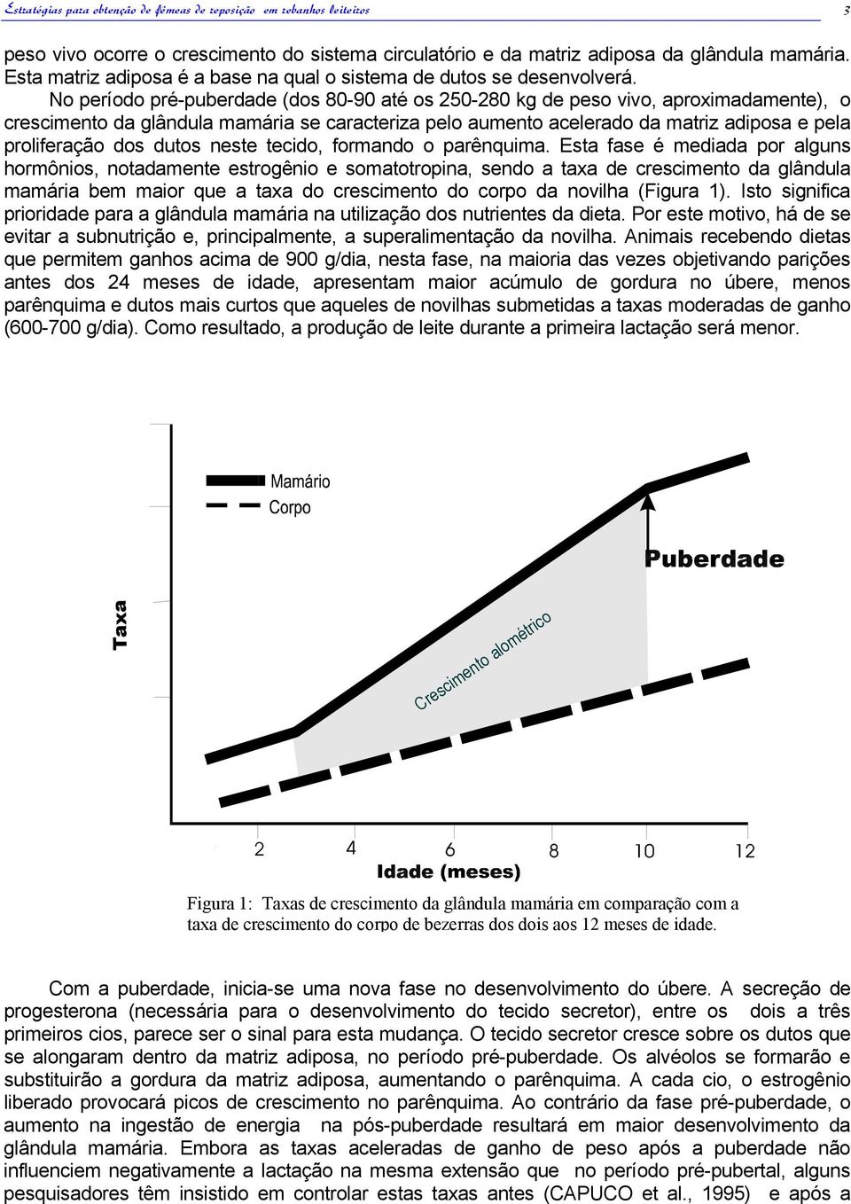 No período pré-puberdade (dos 80-90 até os 250-280 kg de peso vivo, aproximadamente), o crescimento da glândula mamária se caracteriza pelo aumento acelerado da matriz adiposa e pela proliferação dos