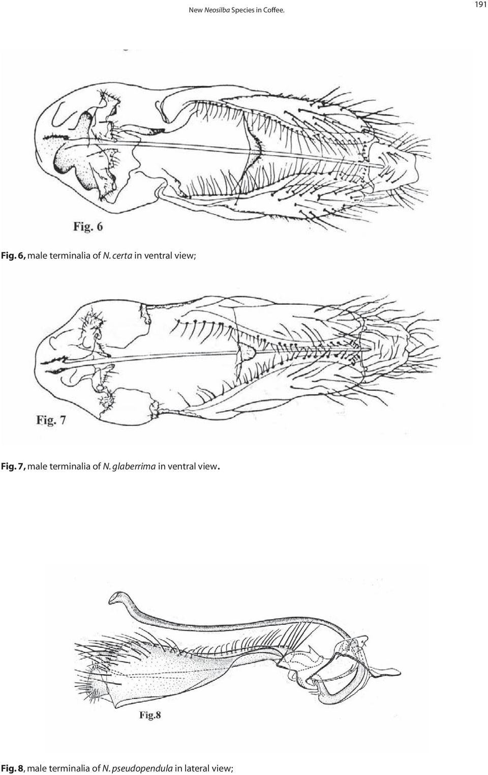 7, male terminalia of N. glaberrima in ventral view.