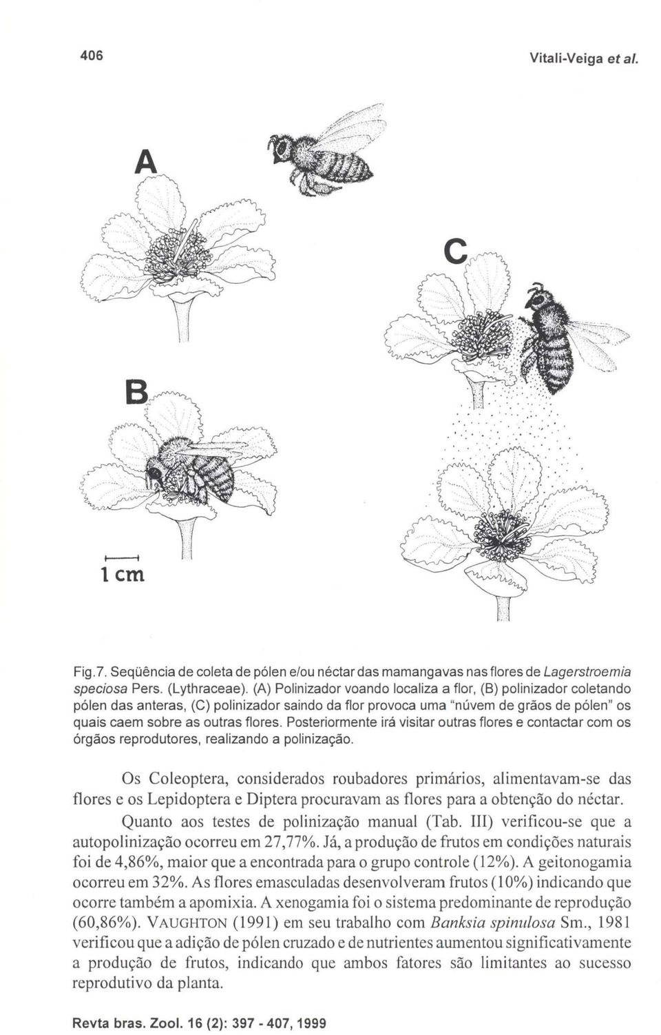 Posteriormente irá visitar outras flores e contactar com os órgãos reprodutores, realizando a polinização.