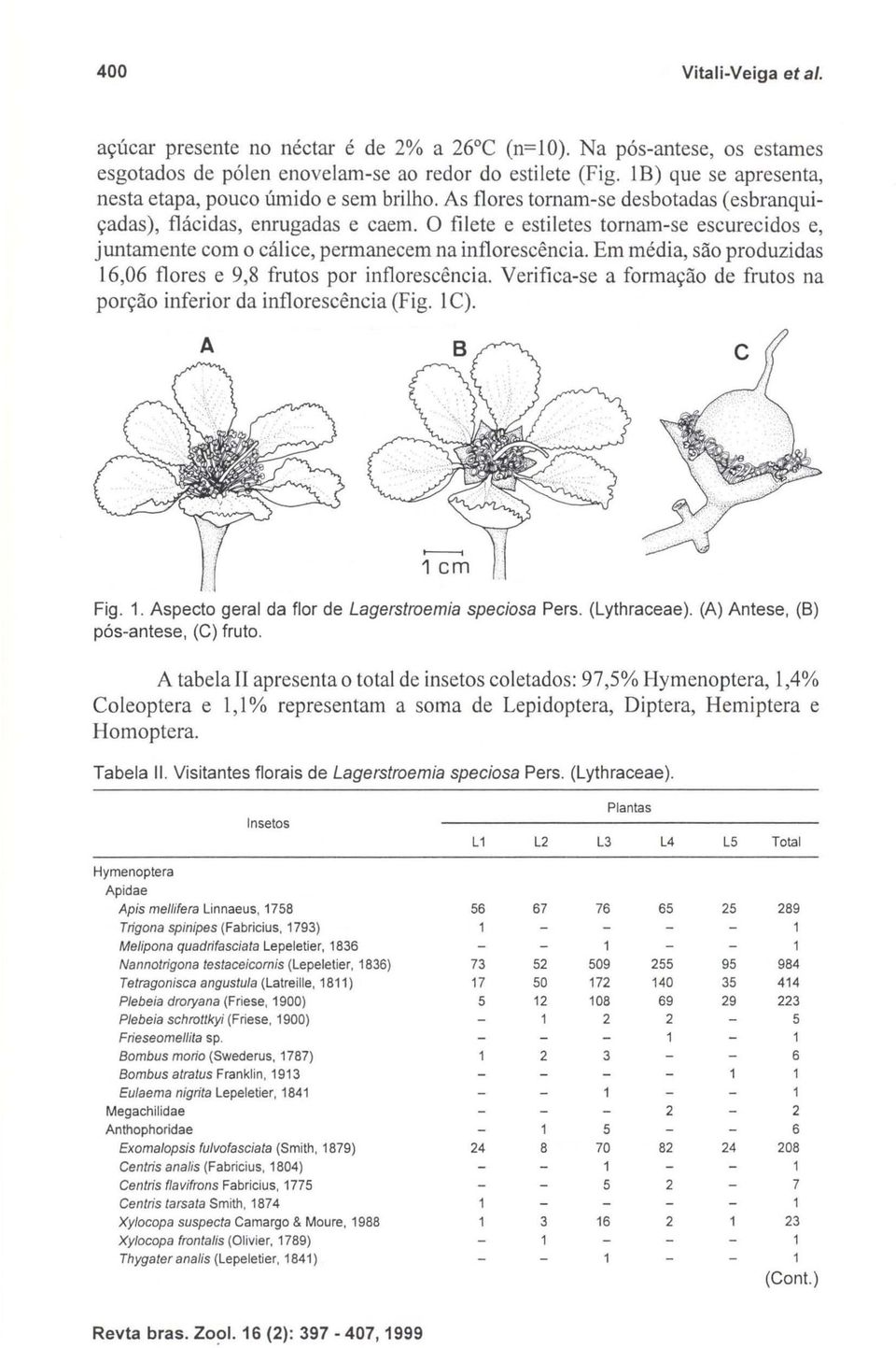 O filete e estiletes tornam-se escurecidos e, juntamente com o cálice, permanecem na inflorescência. Em média, são produzidas 16,06 flores e 9,8 frutos por inflorescência.