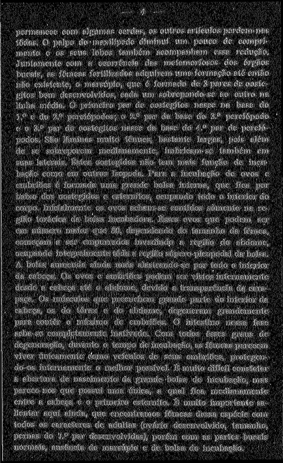 desenvolvidos, cada um sobrepondo-se ao outro na linha média. O primeiro par de oostegitos nasce na base do 1.*^ e do 2.^ pereiópodos; o 2.*^ par da base do 3. pereiópodo e o 3.