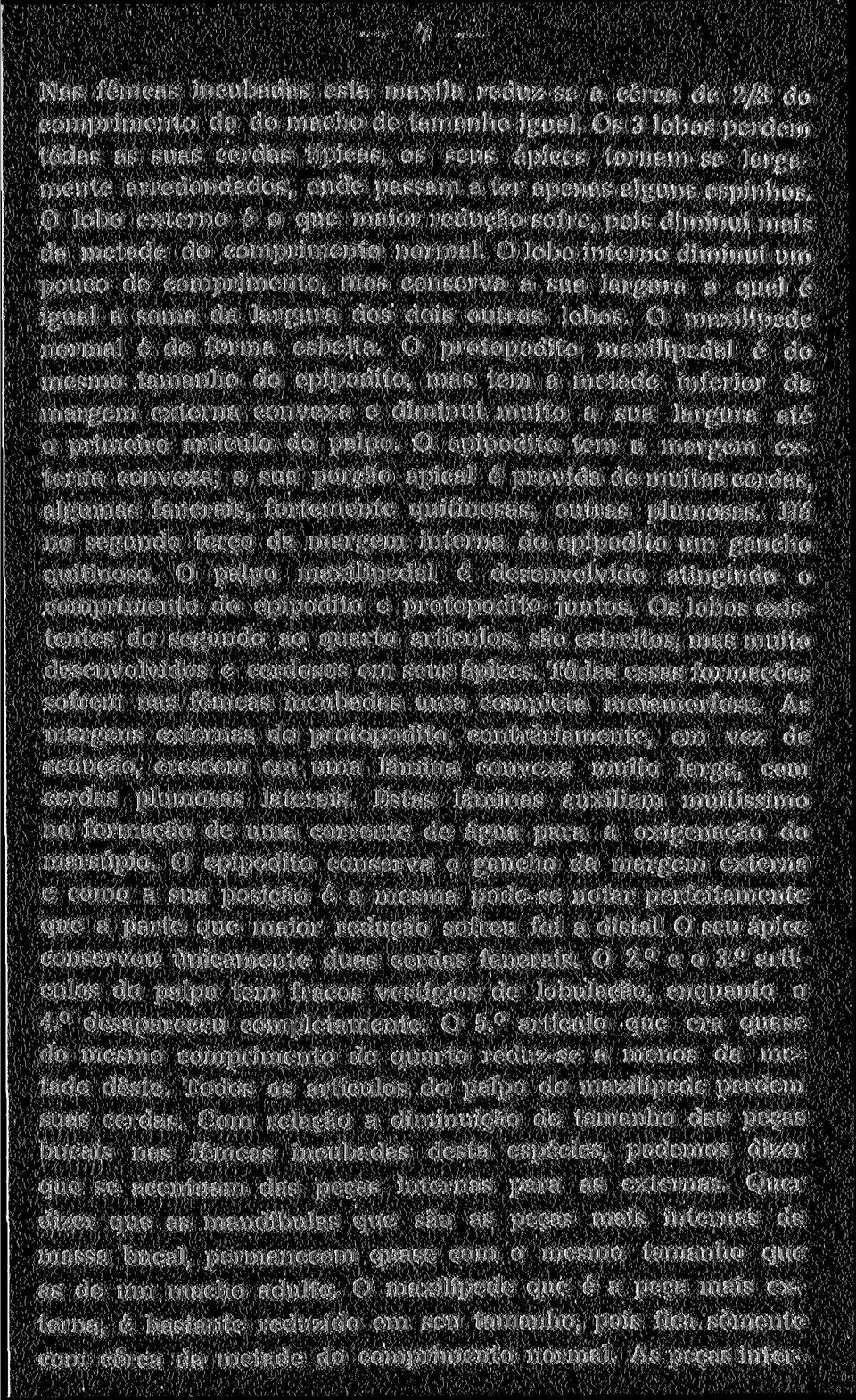 mais da metade do comprimento normal. O lobo interno diminui um pouco de comprimento, mas conserva a sua largura a qual é igual a soma da largura dos dois outros lobos.