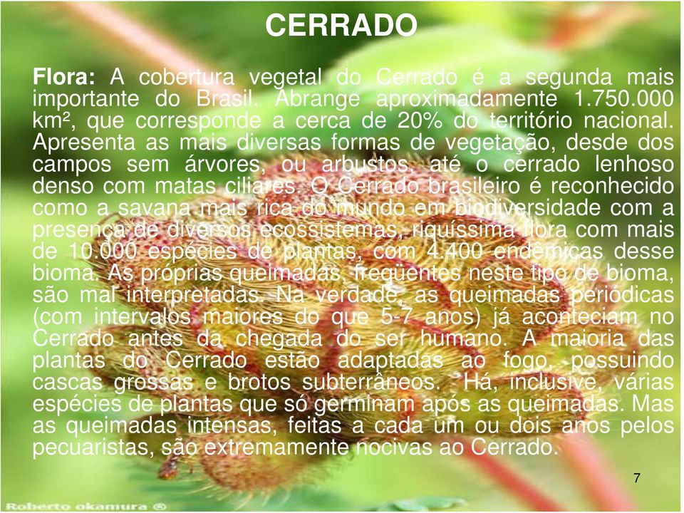 O Cerrado brasileiro é reconhecido como a savana mais rica do mundo em biodiversidade com a presença de diversos ecossistemas, riquíssima flora com mais de 10.000 espécies de plantas, com 4.