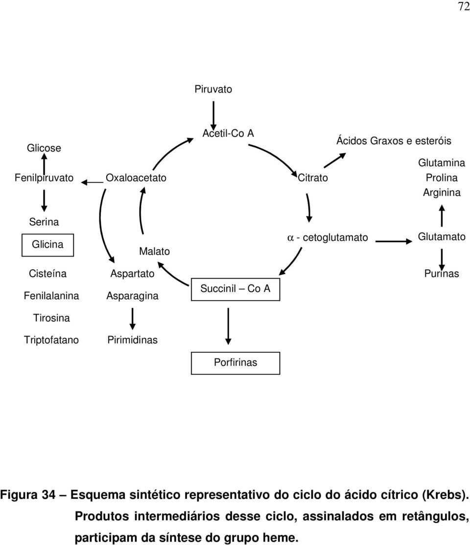 A Purinas Tirosina Triptofatano Pirimidinas Porfirinas Figura 34 Esquema sintético representativo do ciclo do