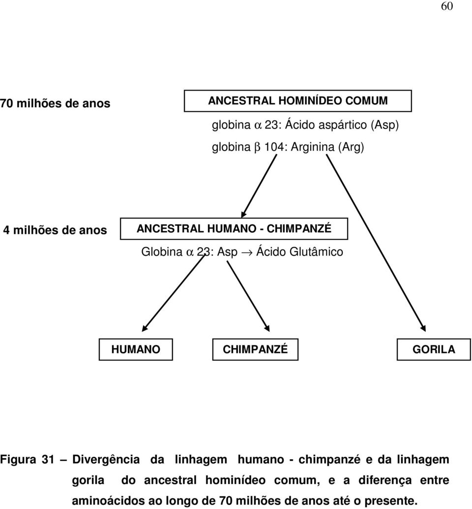 HUMANO CHIMPANZÉ GORILA Figura 31 Divergência da linhagem humano - chimpanzé e da linhagem gorila do