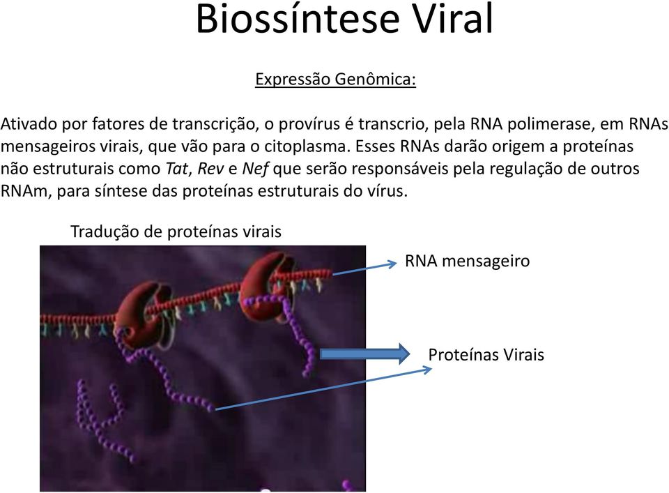 Esses RNAs darão origem a proteínas não estruturais como Tat, Rev e Nef que serão responsáveis pela