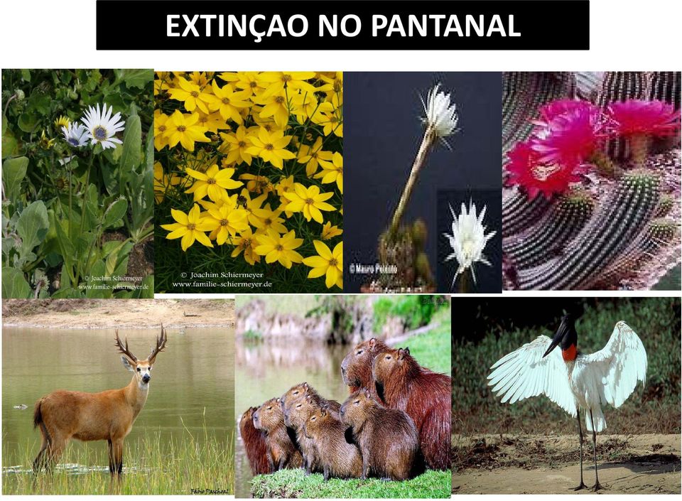 PANTANAL