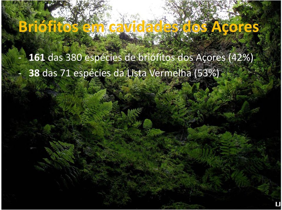 briófitos dos Açores (42%) 38