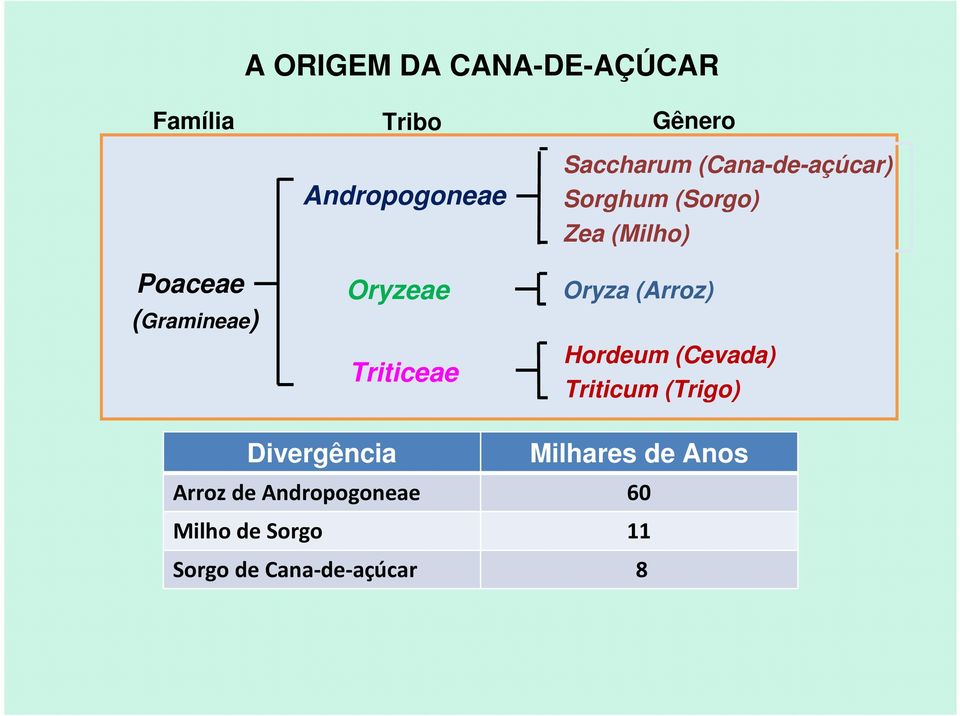 (Milho) Oryza (Arroz) Hordeum (Cevada) Triticum (Trigo) Divergência