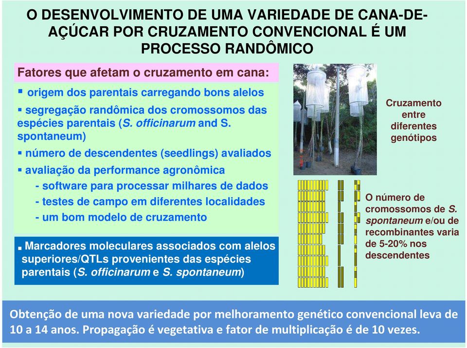 spontaneum) número de descendentes (seedlings) avaliados avaliação da performance agronômica - software para processar milhares de dados - testes de campo em diferentes localidades - um bom modelo de