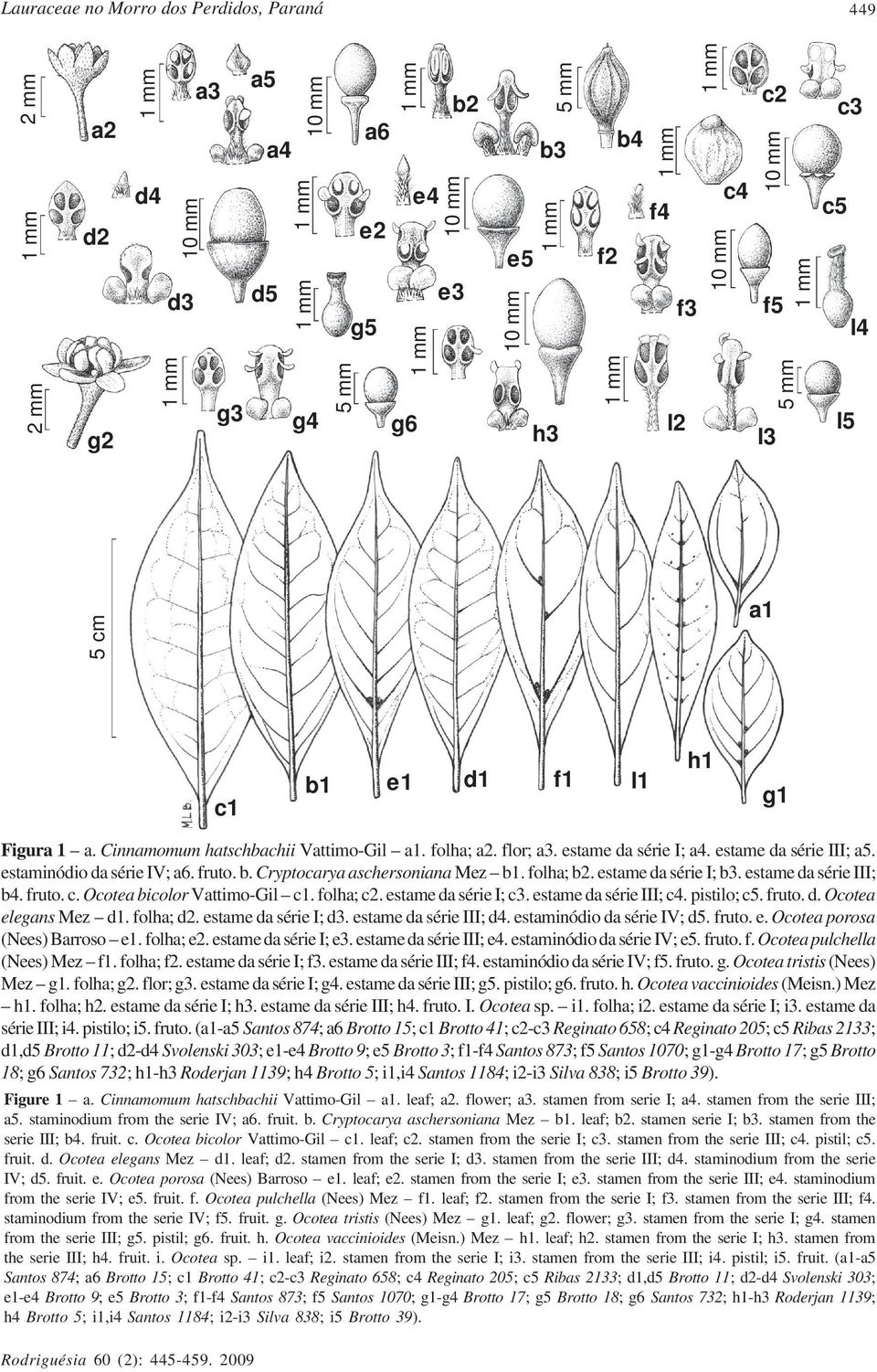 folha; b2. estame da série I; b3. estame da série III; b4. fruto. c. Ocotea bicolor Vattimo-Gil c1. folha; c2. estame da série I; c3. estame da série III; c4. pistilo; c5. fruto. d. Ocotea elegans Mez d1.