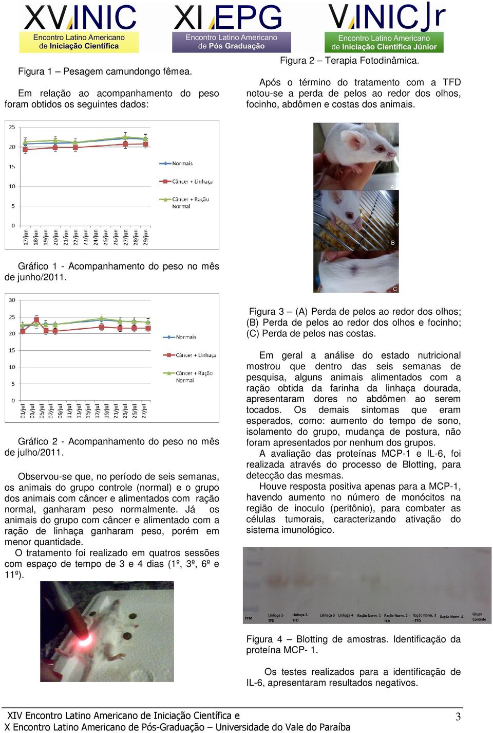 Gráfico 1 - Acompanhamento do peso no mês de junho/2011. Figura 3 (A) Perda de pelos ao redor dos olhos; (B) Perda de pelos ao redor dos olhos e focinho; (C) Perda de pelos nas costas.