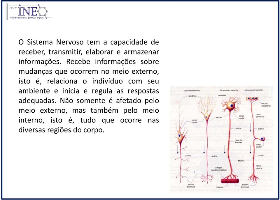 com seu ambiente e inicia e regula as respostas adequadas.