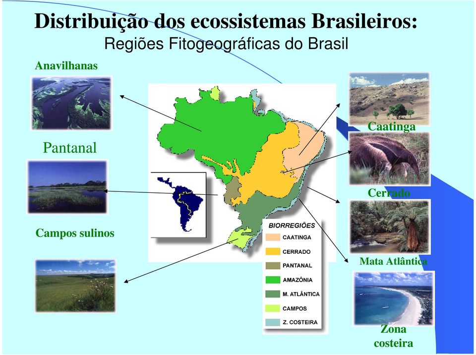 Brasil Anavilhanas Pantanal Caatinga