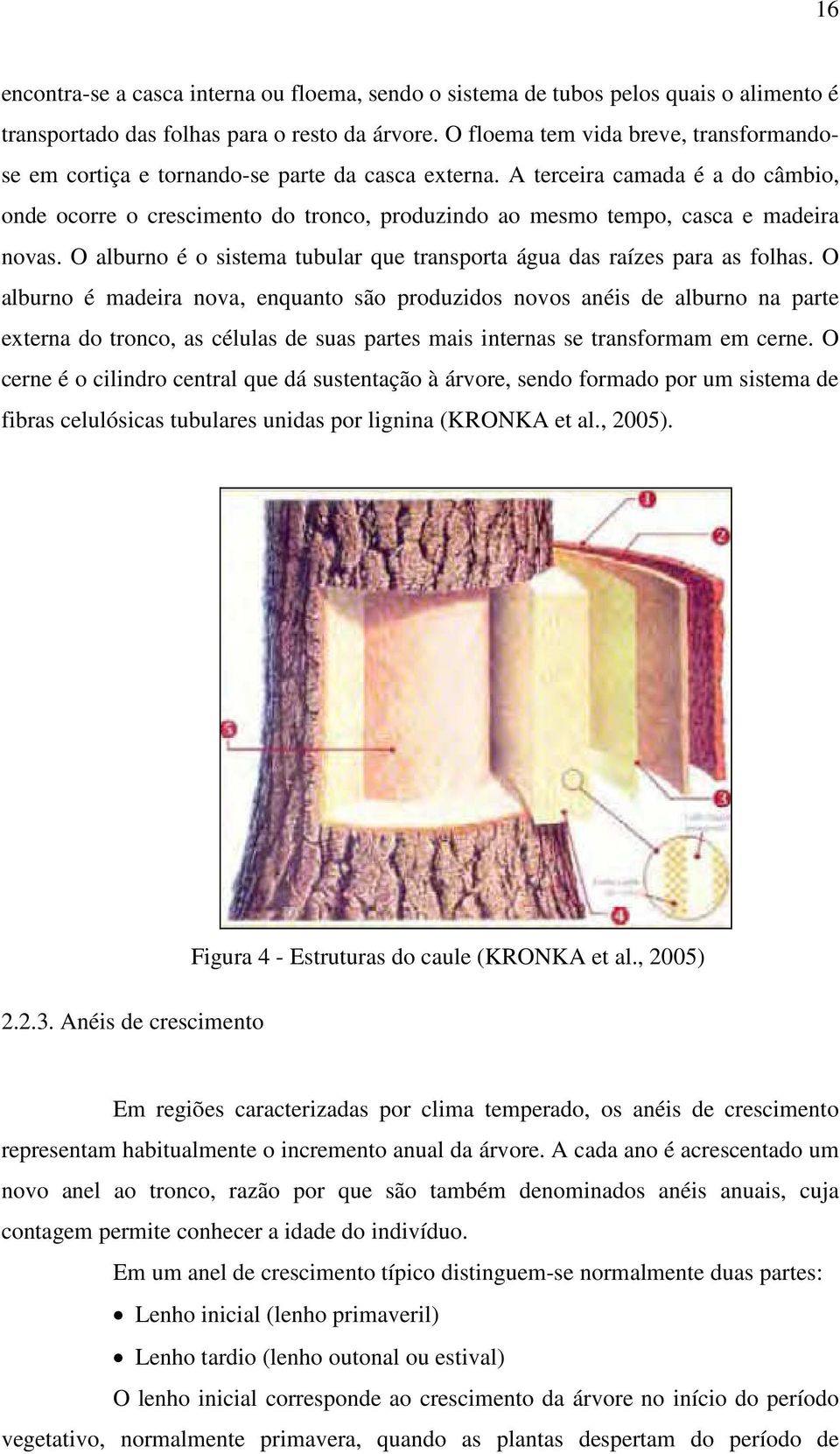 A terceira camada é a do câmbio, onde ocorre o crescimento do tronco, produzindo ao mesmo tempo, casca e madeira novas. O alburno é o sistema tubular que transporta água das raízes para as folhas.