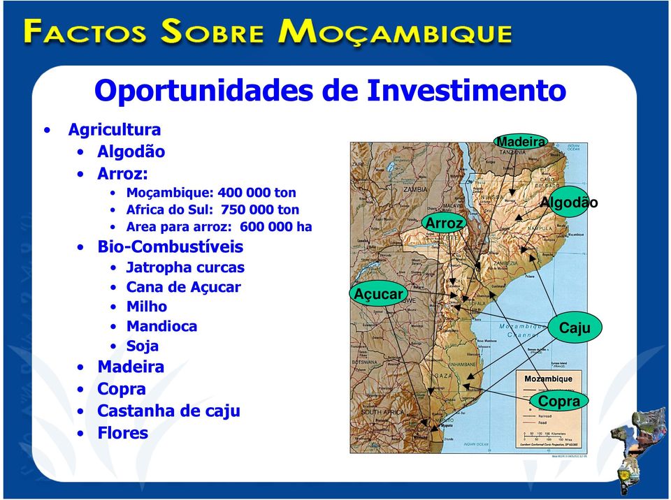 Bio-Combustíveis Jatropha curcas Cana de Açucar Milho Mandioca Soja