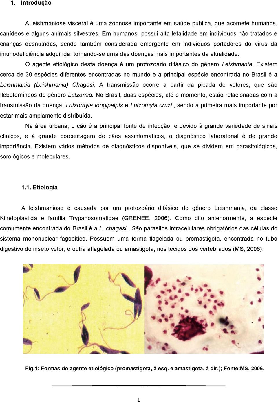 uma das doenças mais importantes da atualidade. O agente etiológico desta doença é um protozoário difásico do gênero Leishmania.