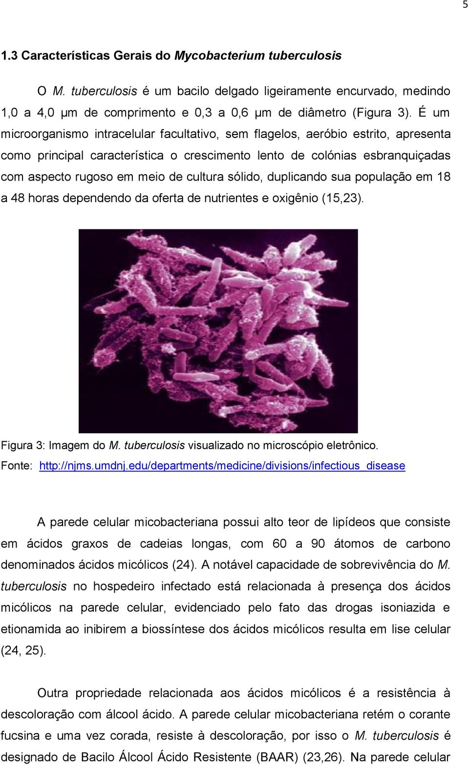 cultura sólido, duplicando sua população em 18 a 48 horas dependendo da oferta de nutrientes e oxigênio (15,23). Figura 3: Imagem do M. tuberculosis visualizado no microscópio eletrônico.