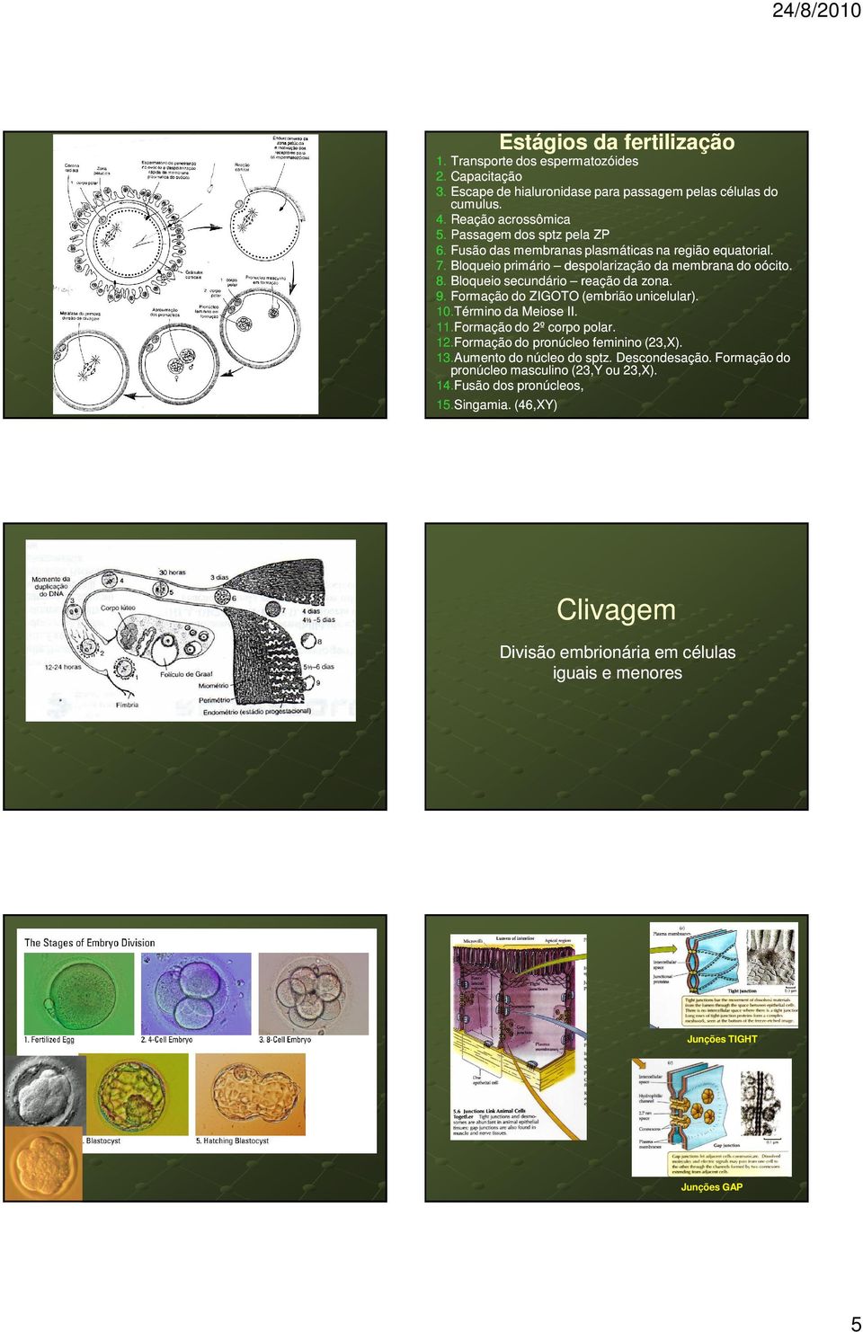 10.Término 10. Término da Meiose II. 11.Formação 11. Formação do 2º corpo polar. 12.Formação 12. Formação do pronúcleo feminino (23,X). 13.Aumento 13. Aumento do núcleo do sptz. Descondesação.