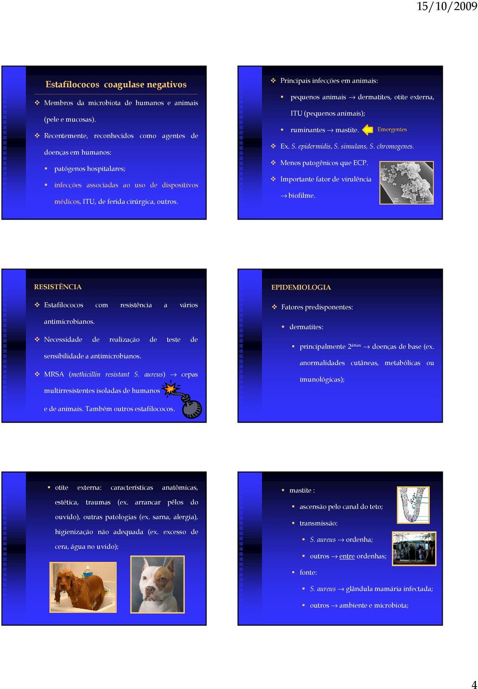 Principais infecções em animais: pequenos animais dermatites, otite externa, ITU (pequenos animais); ruminantes mastite. Emergentes Ex. S. epidermidis, S. simulans, S. chromogenes.