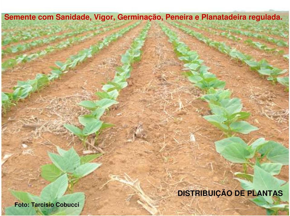 Planatadeira regulada.