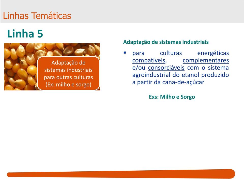 culturas energéticas compatíveis, complementares e/ou consorciáveis com o