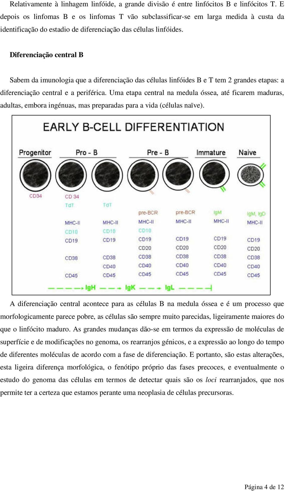 Diferenciação central B Sabem da imunologia que a diferenciação das células linfóides B e T tem 2 grandes etapas: a diferenciação central e a periférica.