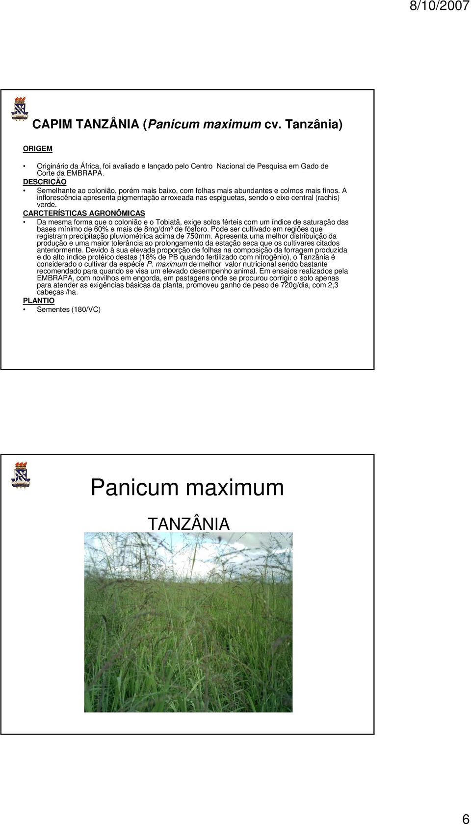 A inflorescência apresenta pigmentação arroxeada nas espiguetas, sendo o eixo central (rachis) verde.