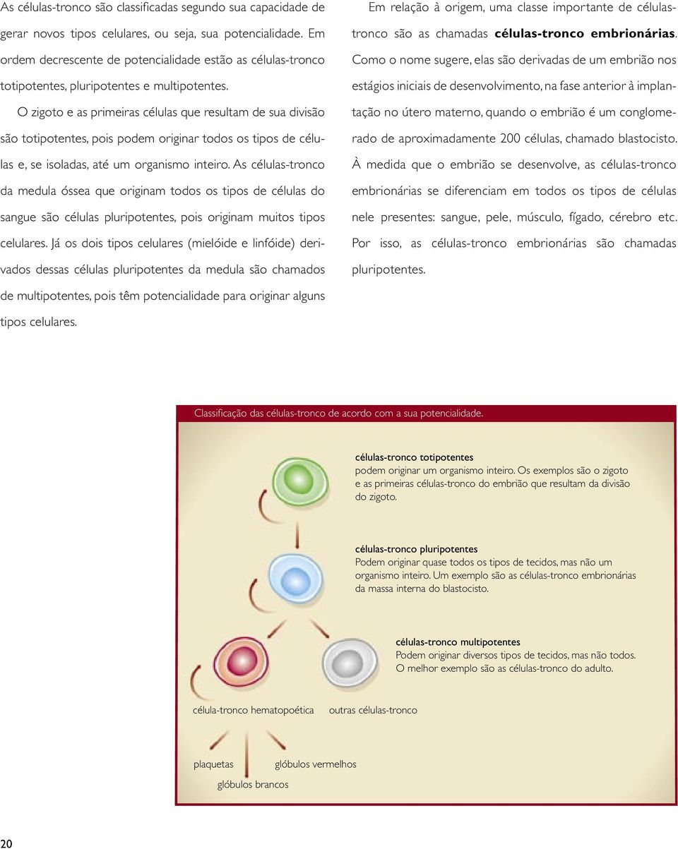 O zigoto e as primeiras células que resultam de sua divisão são totipotentes, pois podem originar todos os tipos de células e, se isoladas, até um organismo inteiro.