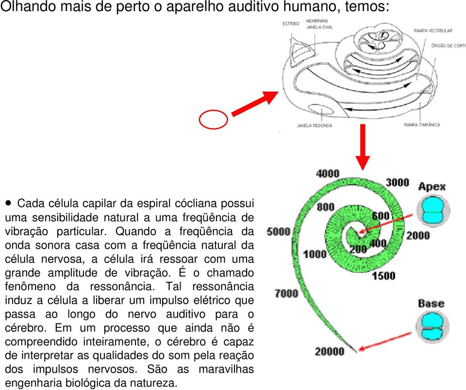 É o chamado fenômeno da ressonância. Tal ressonância induz a célula a liberar um impulso elétrico que passa ao longo do nervo auditivo para o cérebro.