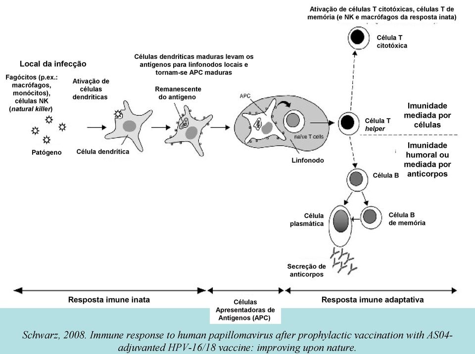 antígeno Célula T helper Patógeno Célula dendrítica Linfonodo Célula plasmática Imunidade mediada por células Imunidade humoral ou mediada por Célula B anticorpos Célula B de memória Secreção de