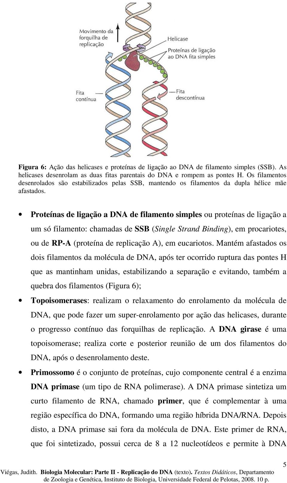 Proteínas de ligação a DNA de filamento simples ou proteínas de ligação a um só filamento: chamadas de SSB (Single Strand Binding), em procariotes, ou de RP-A (proteína de replicação A), em