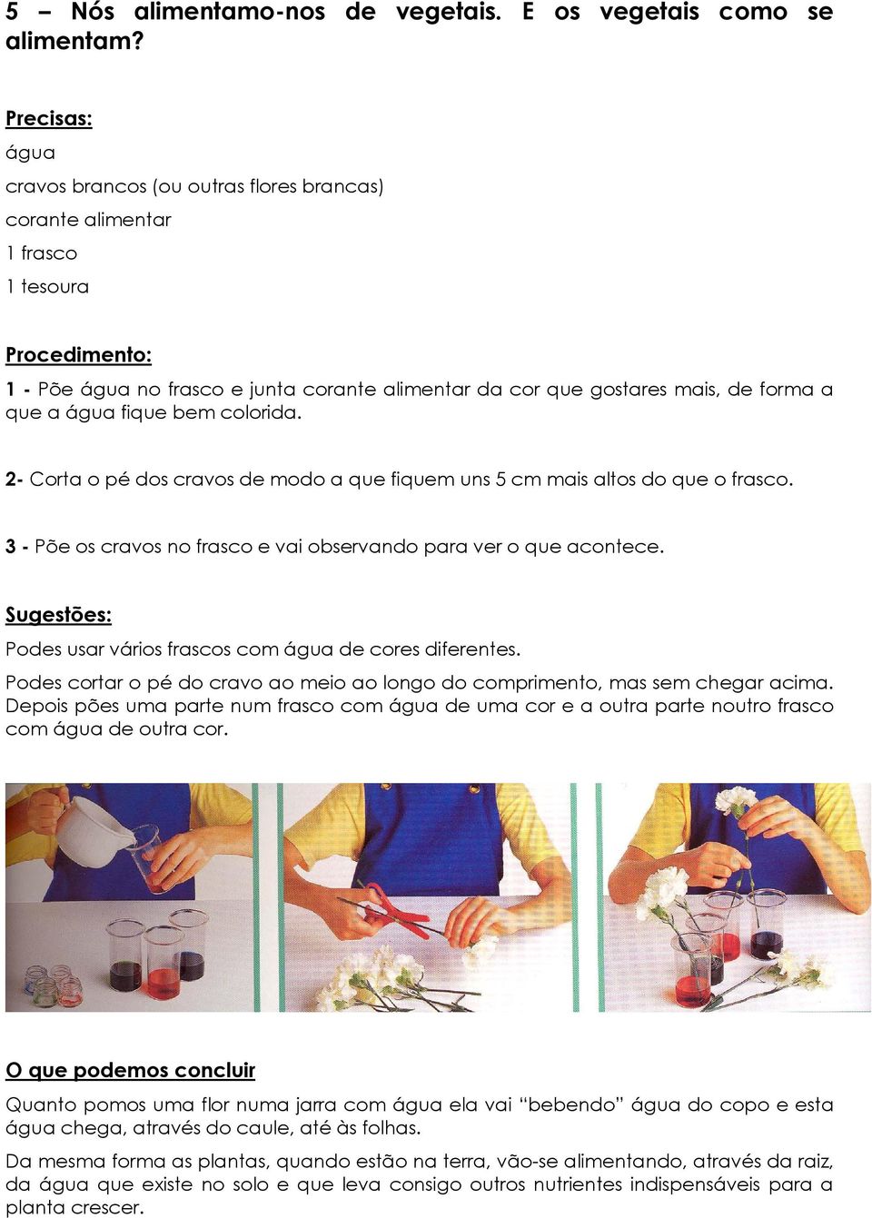 água fique bem colorida. 2- Corta o pé dos cravos de modo a que fiquem uns 5 cm mais altos do que o frasco. 3 - Põe os cravos no frasco e vai observando para ver o que acontece.