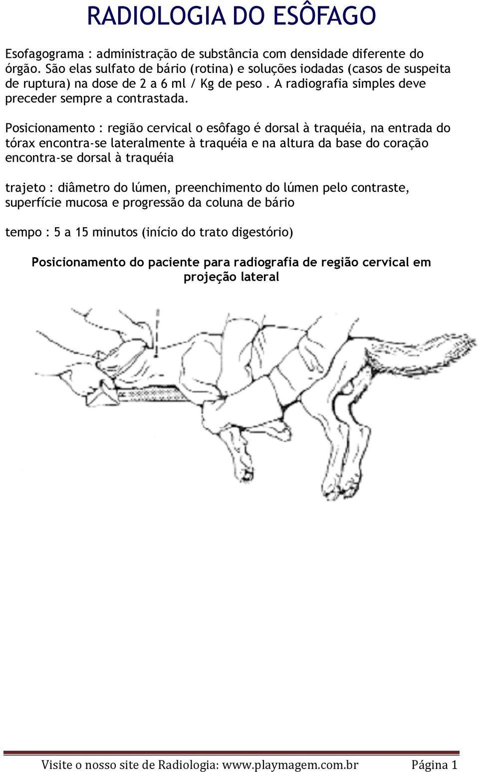 Posicionamento : região cervical o esôfago é dorsal à traquéia, na entrada do tórax encontra-se lateralmente à traquéia e na altura da base do coração encontra-se dorsal à traquéia trajeto :