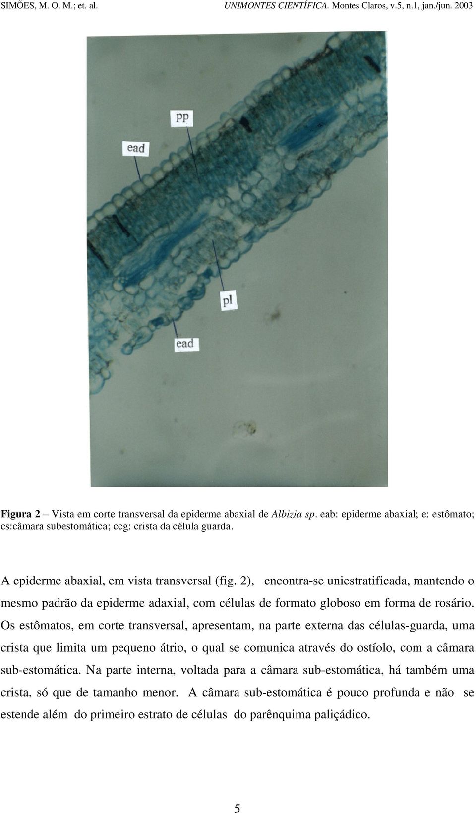 Os estômatos, em corte transversal, apresentam, na parte externa das células-guarda, uma crista que limita um pequeno átrio, o qual se comunica através do ostíolo, com a câmara