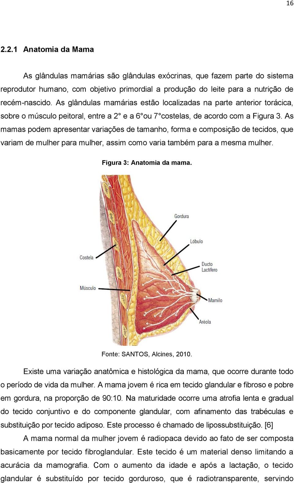 As mamas podem apresentar variações de tamanho, forma e composição de tecidos, que variam de mulher para mulher, assim como varia também para a mesma mulher. Figura 3: Anatomia da mama.