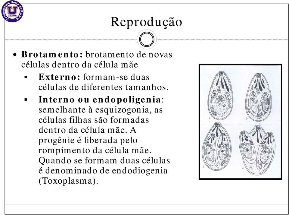 Interno ou endopoligenia: semelhante à esquizogonia, as células filhas são formadas