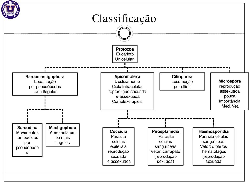 Sarcodina Movimentos amebóides por pseudópode s Mastigophora Apresenta um ou mais flagelos Coccidia Parasita células epiteliais reprodução sexuada e assexuada