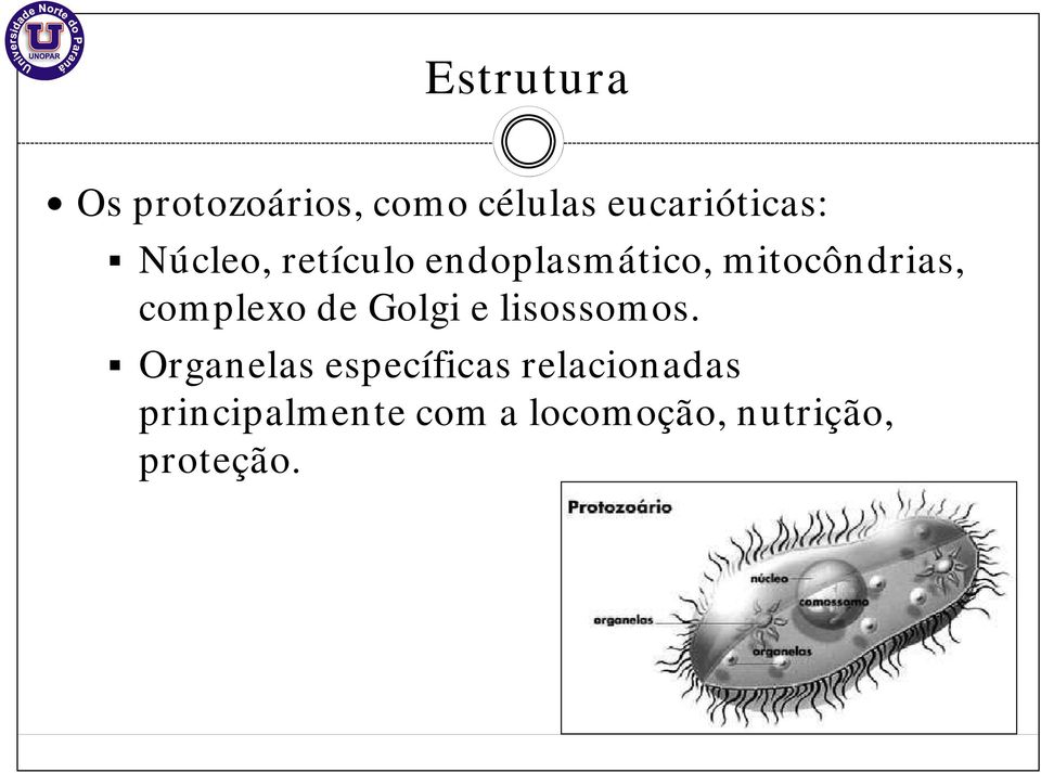 mitocôndrias, complexo de Golgi e lisossomos.