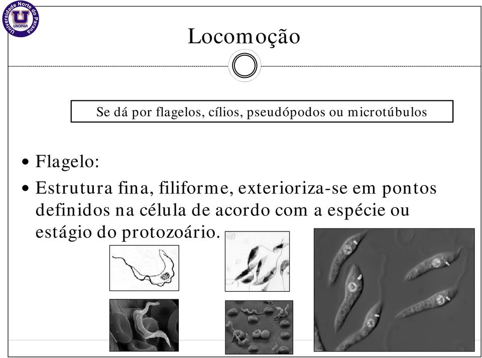 filiforme, exterioriza-se i em pontos definidos