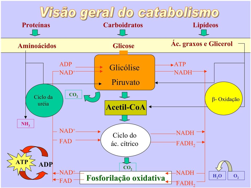 uréia CO 2 Acetil-CoA - Oxidação NH 3 NAD + FAD Ciclo do ác.