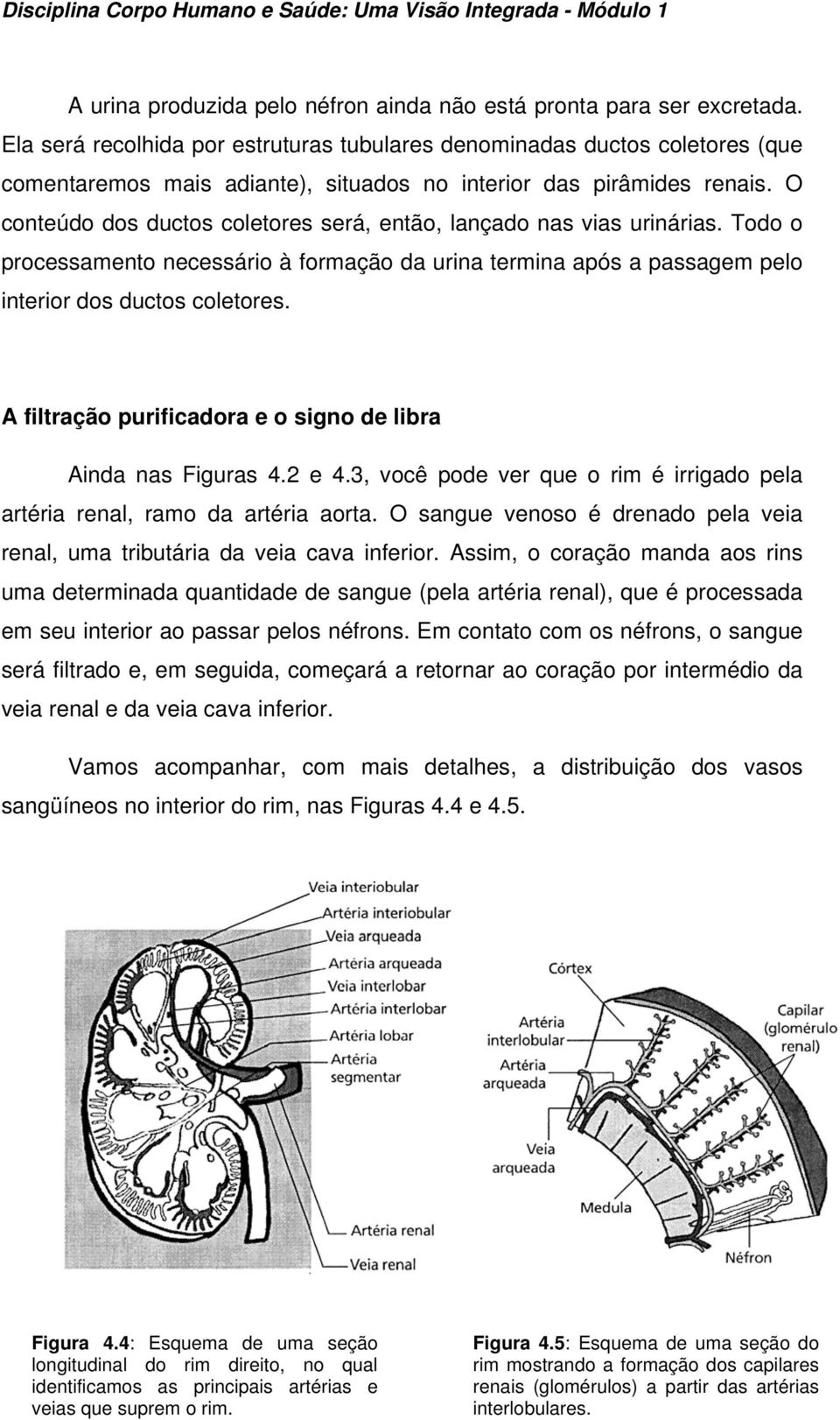 O conteúdo dos ductos coletores será, então, lançado nas vias urinárias. Todo o processamento necessário à formação da urina termina após a passagem pelo interior dos ductos coletores.