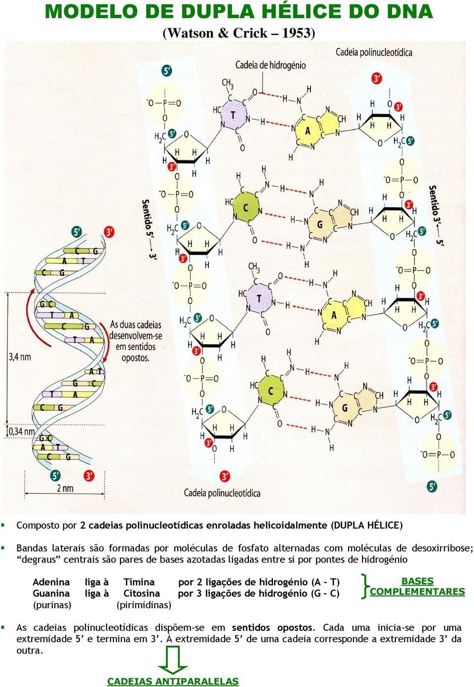 por 2 ligações de hidrogénio (A - T) Guanina liga à Citosina por 3 ligações de hidrogénio (G - C) (purinas) (pirimidinas) BASES COMPLEMENTARES As cadeias polinucleotídicas