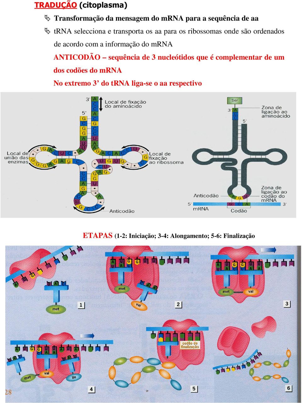 informação do mrna ANTICODÃO sequência de 3 nucleótidos que é complementar de um dos codões