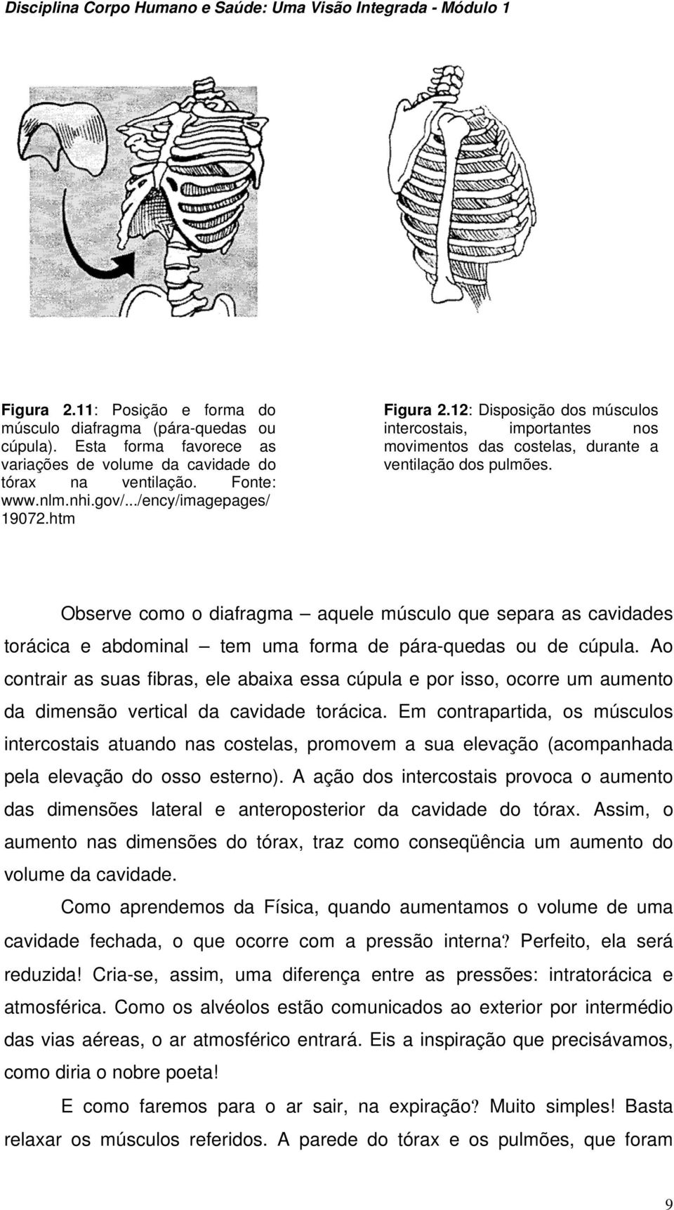 Observe como o diafragma aquele músculo que separa as cavidades torácica e abdominal tem uma forma de pára-quedas ou de cúpula.