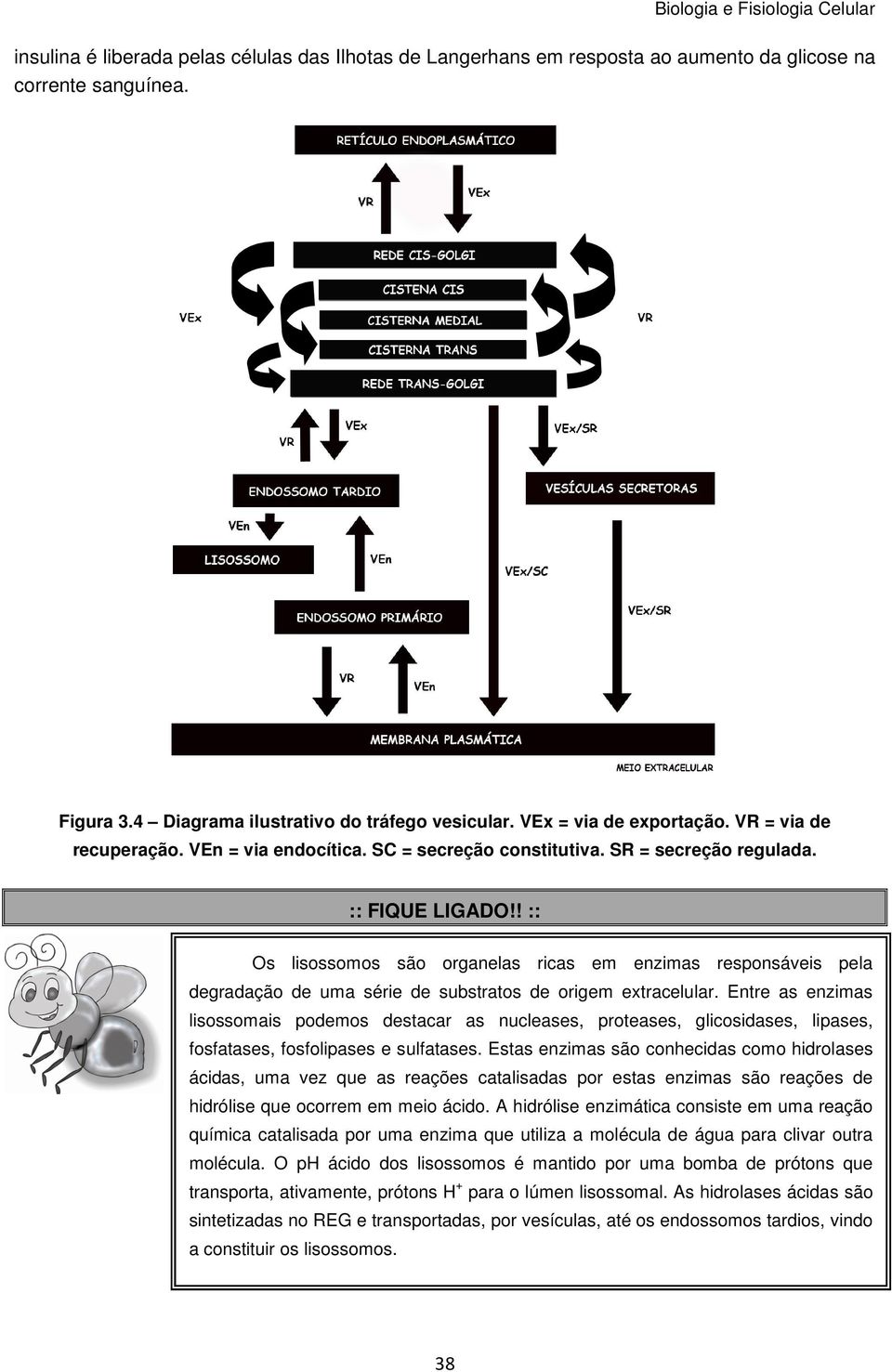 ! :: Os lisossomos são organelas ricas em enzimas responsáveis pela degradação de uma série de substratos de origem extracelular.