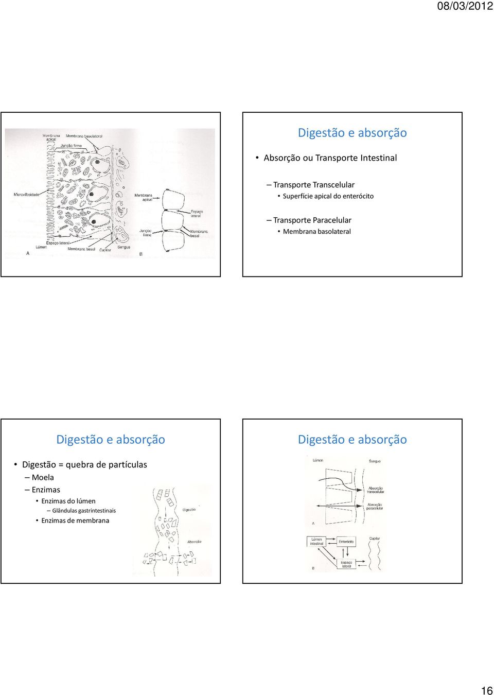 basolateral Digestão e absorção Digestão e absorção Digestão = quebra de