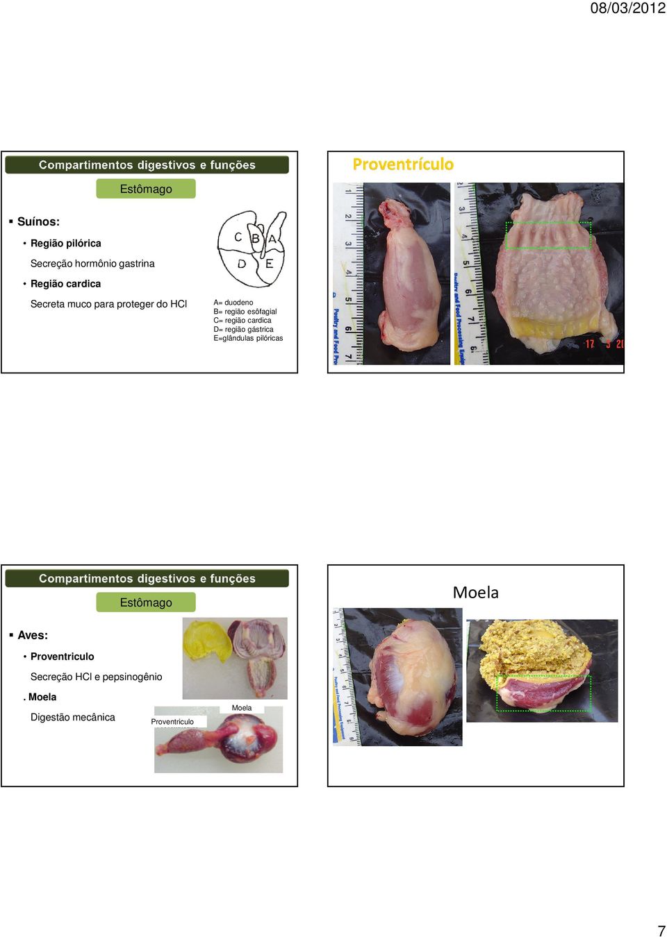 região cardica D= região gástrica E=glândulas pilóricas Moela Estômago Aves: